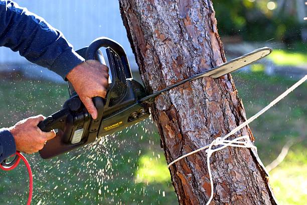 Best Tree Cabling and Bracing  in Milford, NJ