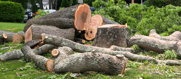 How Our Tree Care Process Works  in  Milford, NJ